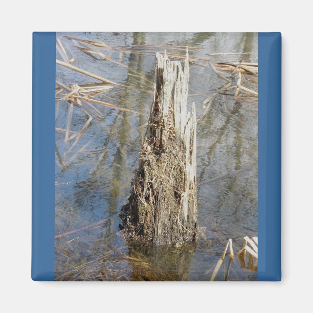 Stump in Pond Magnet (Vorne)