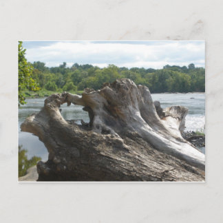 Stumpf auf James River Postkarte