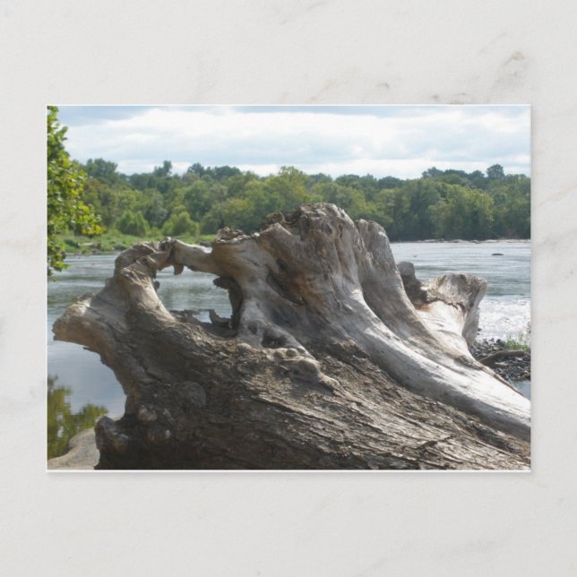 Stumpf auf James River Postkarte (Vorderseite)