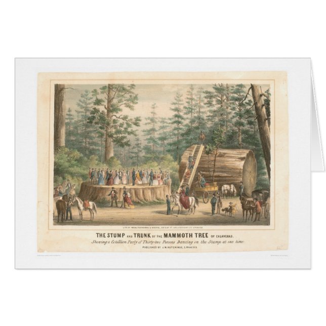 Stumpf des Mammutbaums von Calaveras (0977A) (Vorderseite (Horizontal))