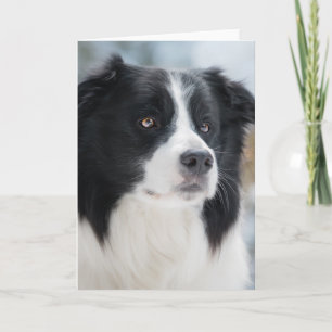 Stunning Border Collie Portrait Dankeskarte