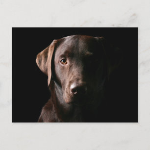 Stunning Chocolate Labrador Postkarte