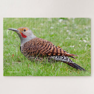 Stunning Northern Flicker Foraging in the Grass Puzzle
