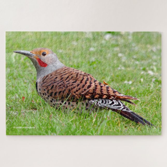 Stunning Northern Flicker Foraging in the Grass Puzzle (Horizontal)
