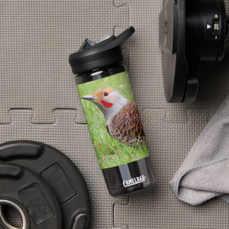 Stunning Northern Flicker Foraging in the Grass Trinkflasche