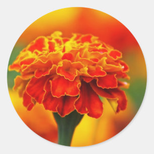 Stunning Orange Marigold Runder Aufkleber