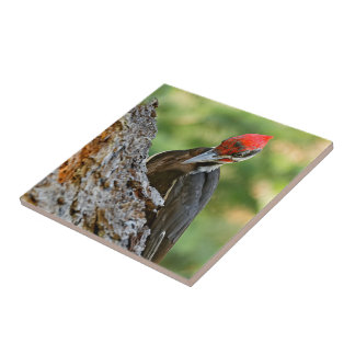 Stunning Portrait of Pileated Woodpecker on Tree Fliese