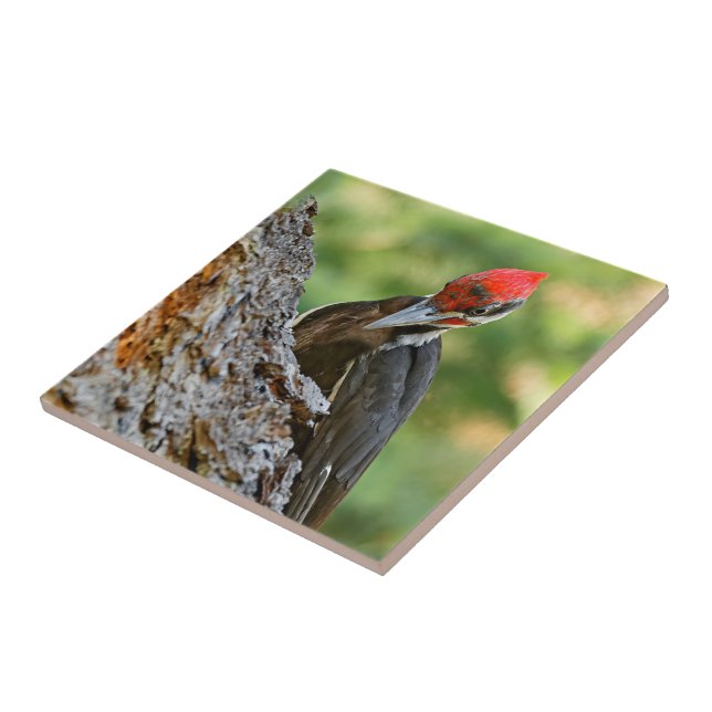 Stunning Portrait of Pileated Woodpecker on Tree Fliese (Seite)