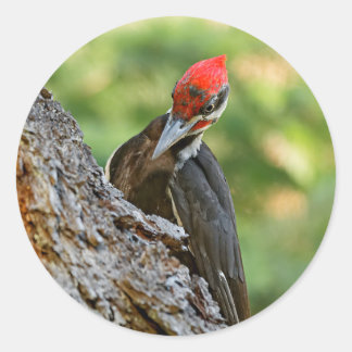 Stunning Portrait of Pileated Woodpecker on Tree Runder Aufkleber