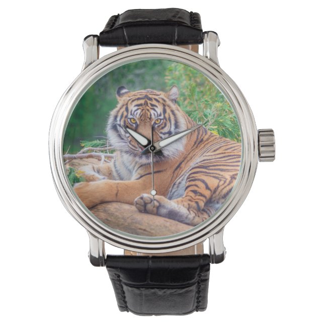 Stunning Reclining Tiger Photograph Armbanduhr (Vorderseite)