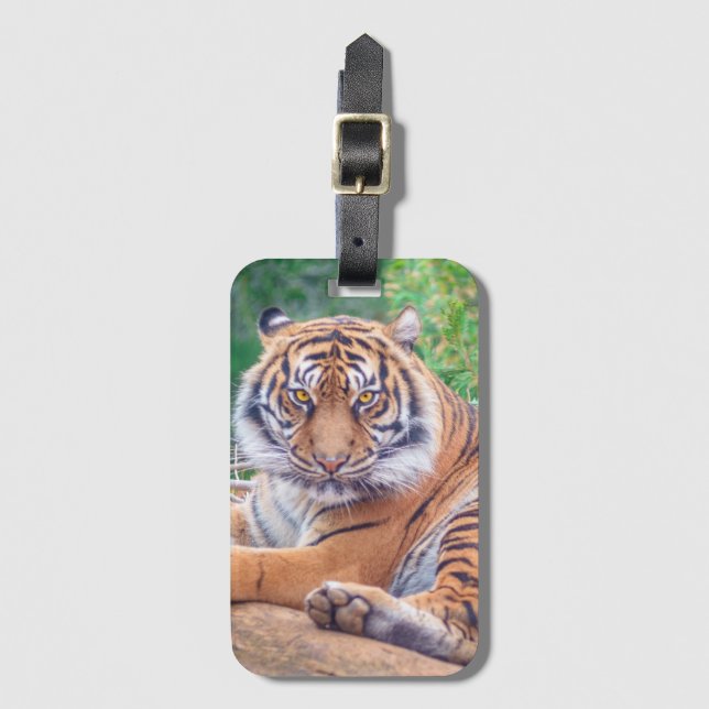 Stunning Reclining Tiger Photograph Gepäckanhänger (Vorderseite Vertikal)