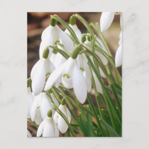 Stunning Spring Snowdrops Postkarte