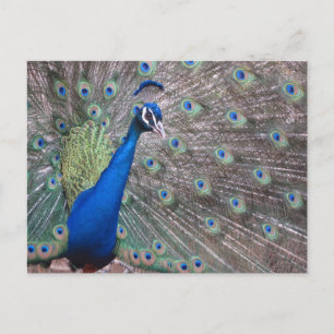 Stunning Vintage Peacock Postkarte