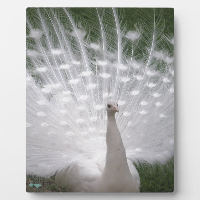 Stunning white Peacock (Peafowl) full plume Fotoplatte (Vorderseite)
