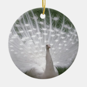 Stunning white Peacock (Peafowl) full plume Keramikornament