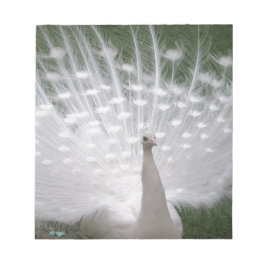 Stunning white Peacock (Peafowl) full plume Notizblock