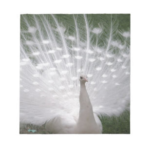 Stunning white Peacock (Peafowl) full plume Notizblock