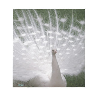 Stunning white Peacock (Peafowl) full plume Notizblock