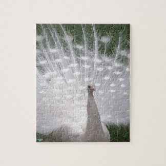 Stunning white Peacock (Peafowl) full plume Puzzle