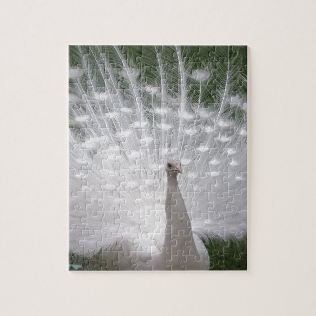 Stunning white Peacock (Peafowl) full plume Puzzle (Vertikal)