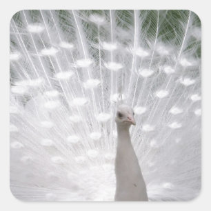 Stunning white Peacock (Peafowl) full plume Quadratischer Aufkleber