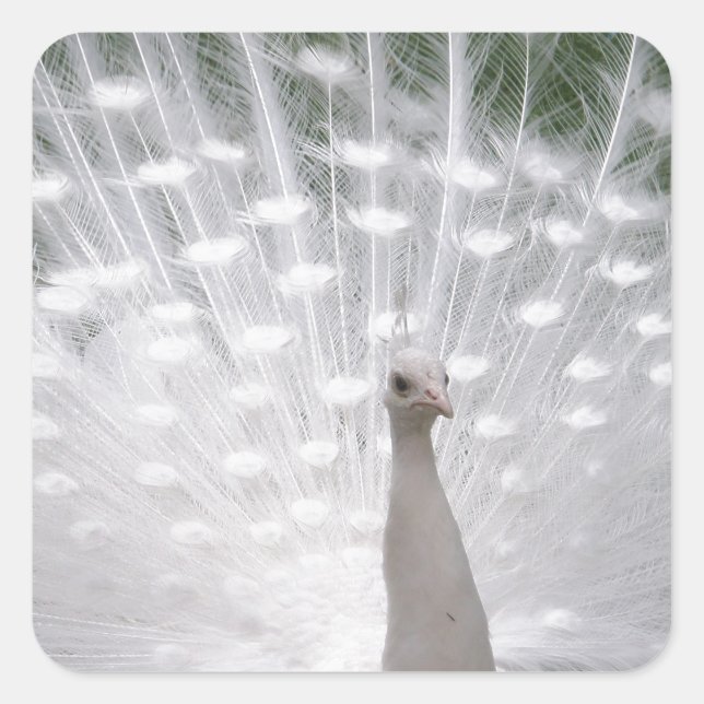 Stunning white Peacock (Peafowl) full plume Quadratischer Aufkleber (Vorderseite)