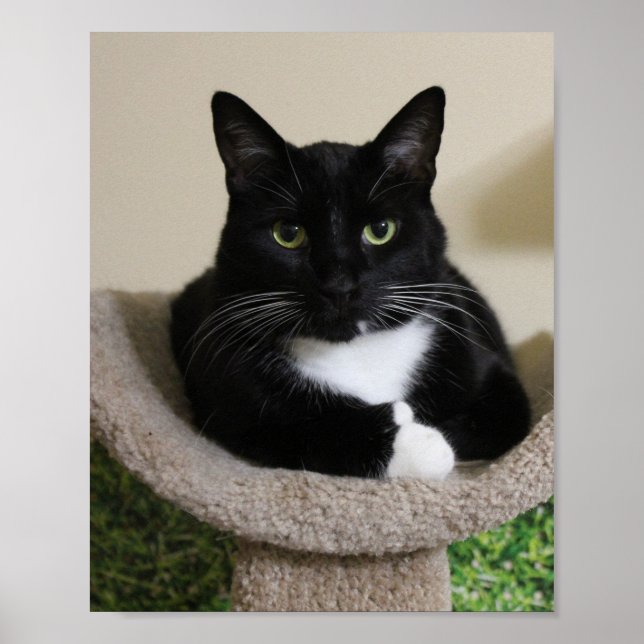 Stupf Poster (Vorne)