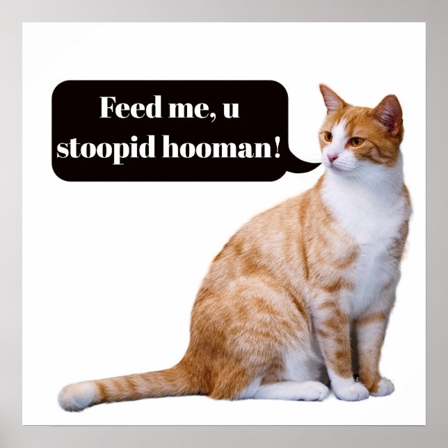 Stupid Hooman Funny Hungry Cat Poster (Vorne)