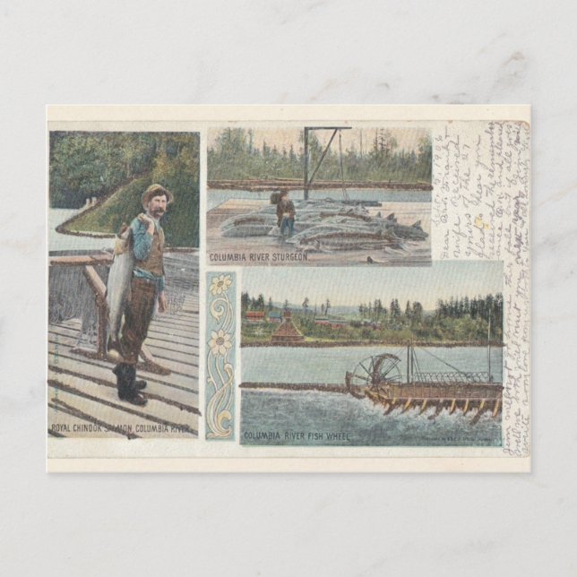 Sturgeon Lmon Wheel Postcard Postkarte (Vorderseite)