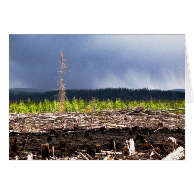 Sturm (Vorderseite (Horizontal))