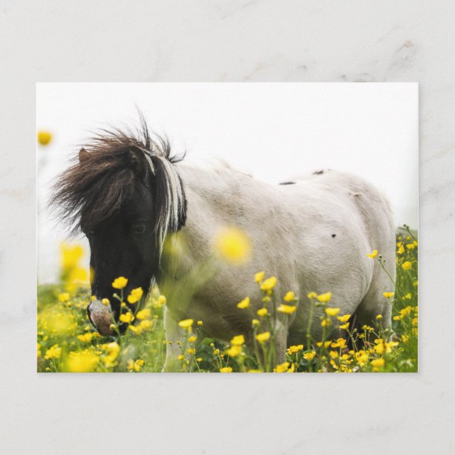 Sturm auf einer Postkarte (Vorderseite)