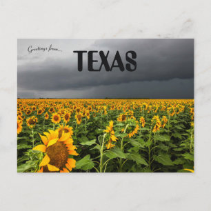 Sturm, der über ein Feld von Sonnenblumen in Texas Postkarte