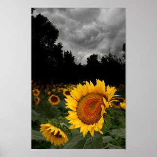 Sturm des Augusts Poster