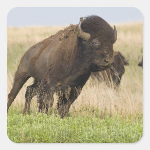 Stürmischer junger Bison-Bulle im Tallgrass Quadratischer Aufkleber
