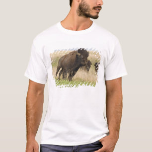 Stürmischer junger Bison-Bulle im Tallgrass T-Shirt