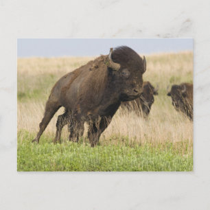 Stürmischer junger Bisonbulle im Tallgrass Postkarte