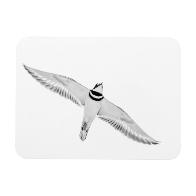 Stürmischer Killdeer Magnet (Horizontal)