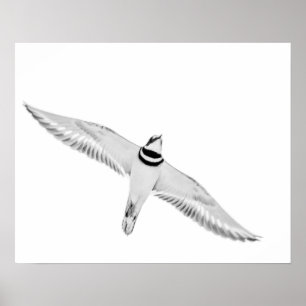 Stürmischer Killdeer Poster