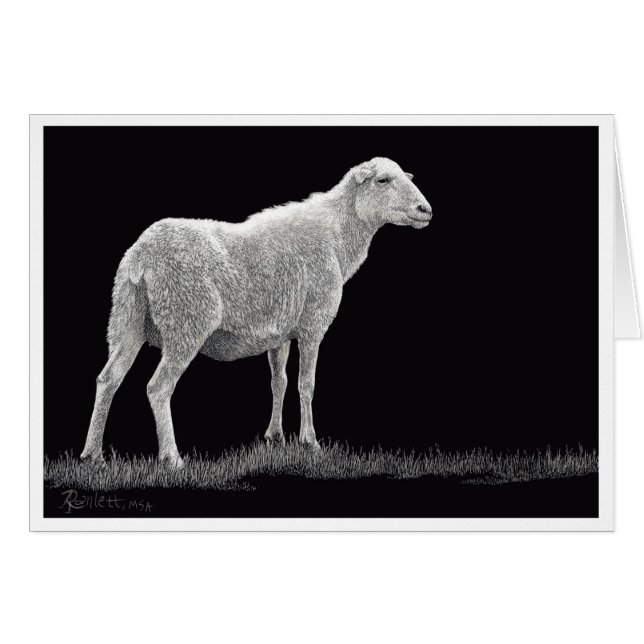 Sturmschaf (Vorderseite (Horizontal))