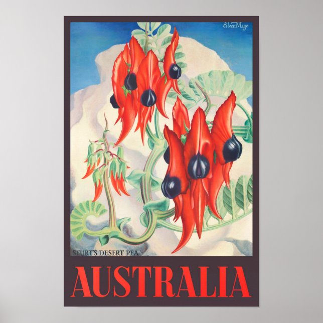 Sturt Desert Pea Australia Vintage Reise Poster (Vorne)