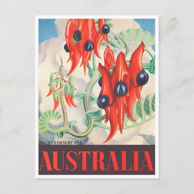 Sturt Desert Pea Australia Vintage Reise Postkarte (Vorderseite)