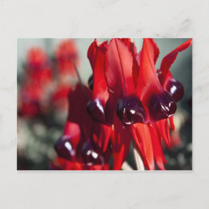 Sturt Desert Pea Postcard Postkarte
