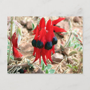 Sturter Wüstenerbsen-Blume Postkarte