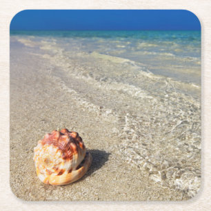 Sturzhelm-Muschel in tropischem Lagoon  Cassis Rechteckiger Pappuntersetzer