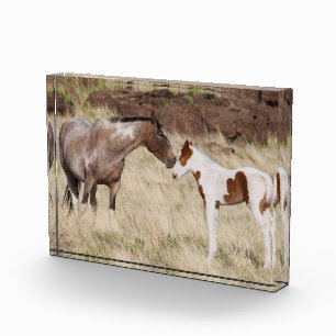 Stute mit Fohlen Fotoblock