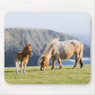 Stute mit Fohlen, Shetland-Inseln, Schottland Mousepad