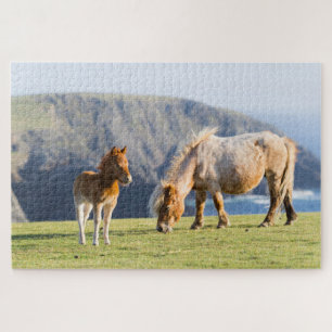 Stute mit Fohlen, Shetland-Inseln, Schottland Puzzle