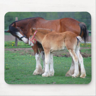 Stute und Colt 2 mousepad
