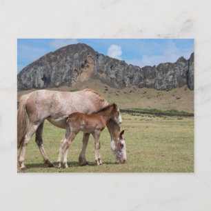Stute und Fohlen am Vulkankrater von Rano Raraku Postkarte