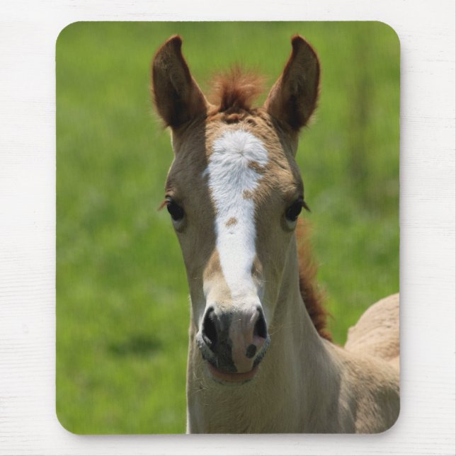 Stutenfohlen Mousepad (Vorne)